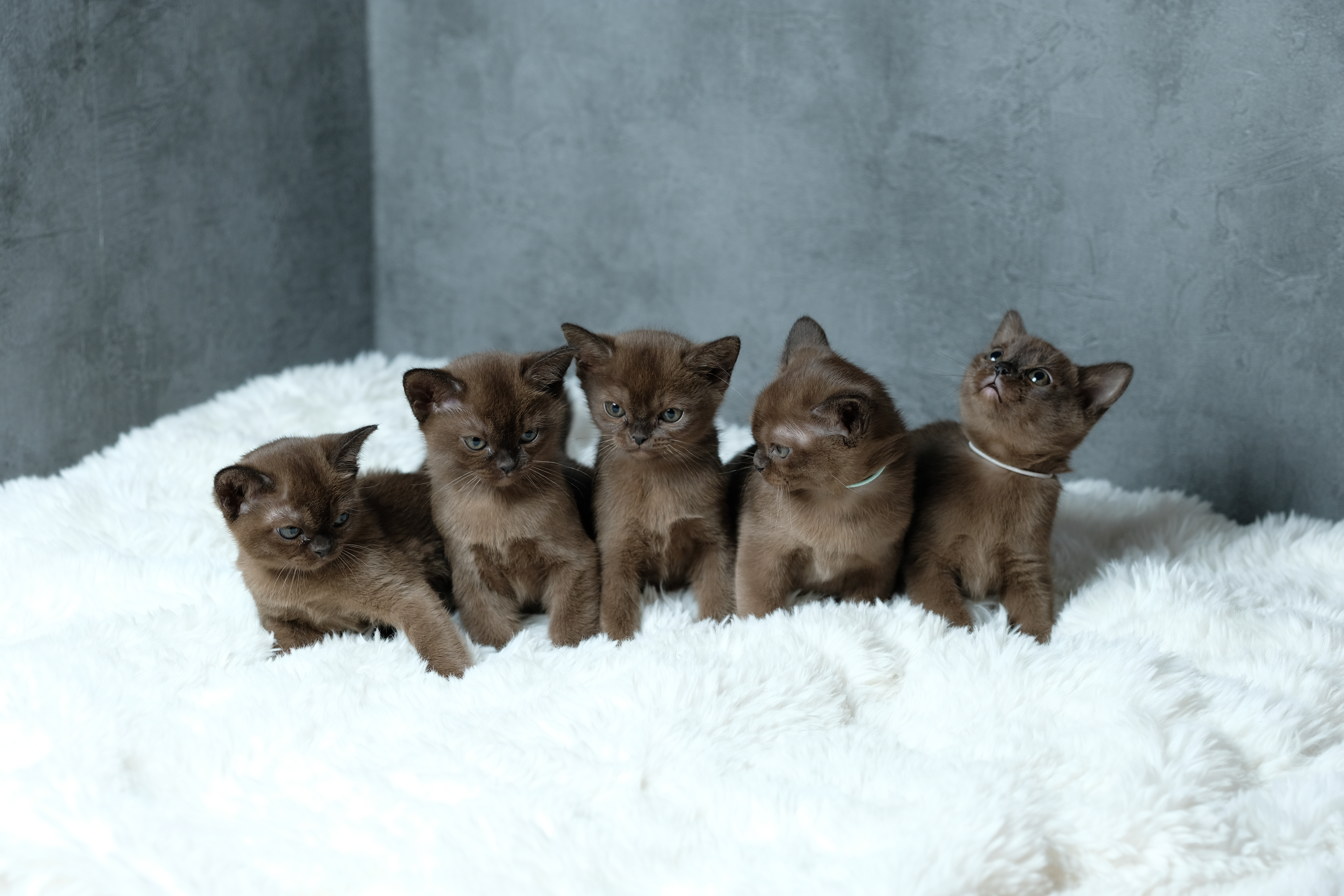 Playful Kitten