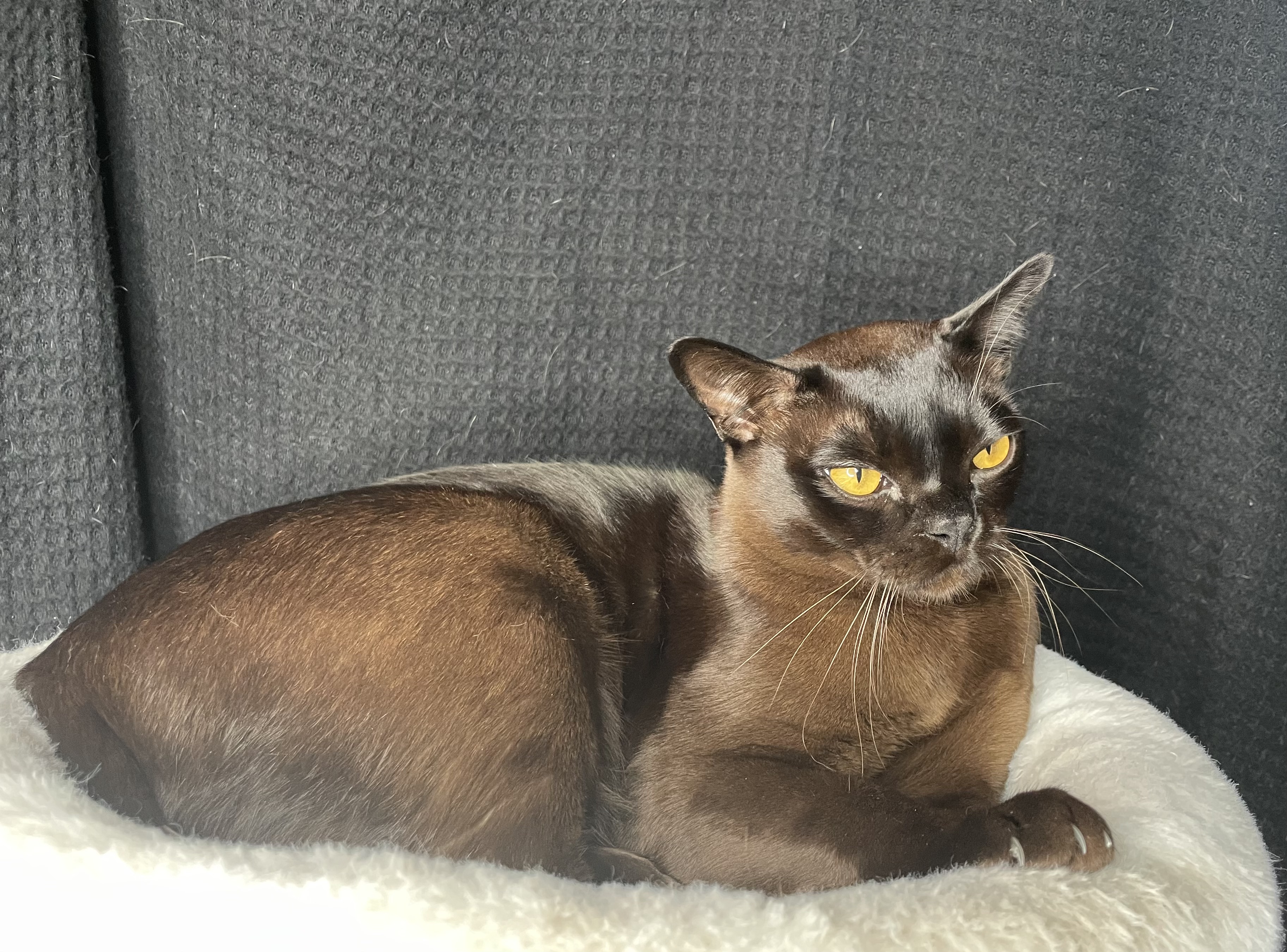 Pet Companions & Burma Cats