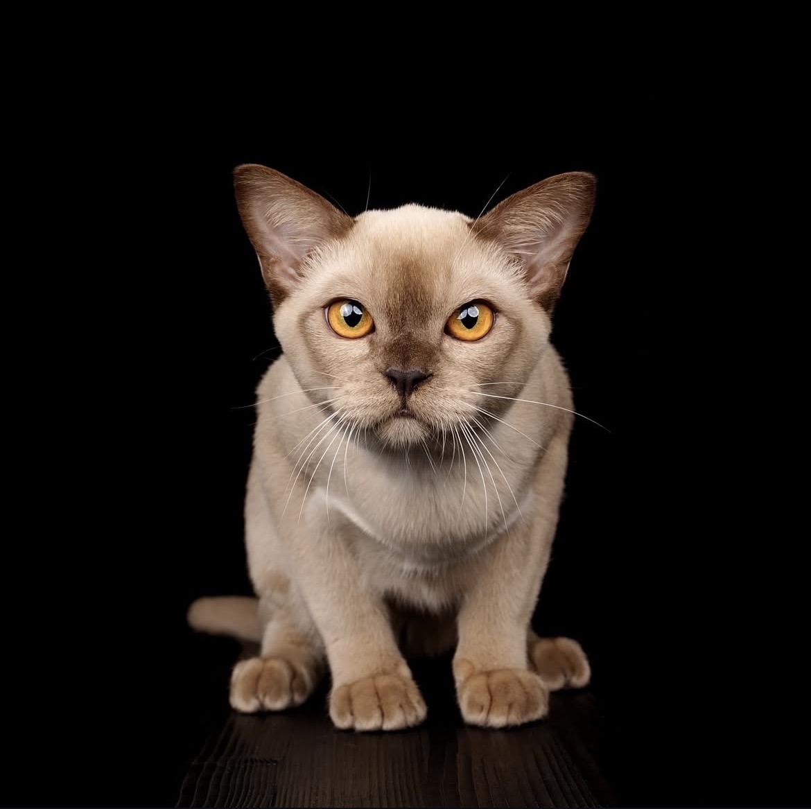 Cat at Home