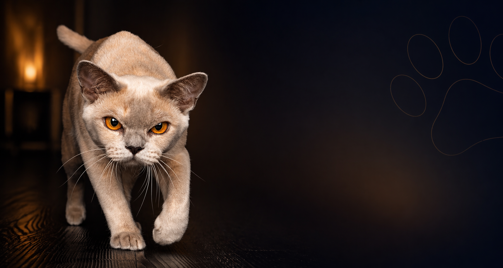Pet Companions & Burma Cats